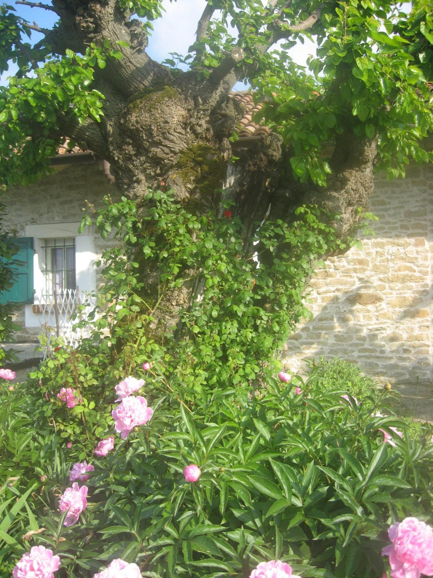 Agriturismo Cascina Serra Cossano Belbo Exterior photo
